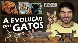 A evolução dos gatos