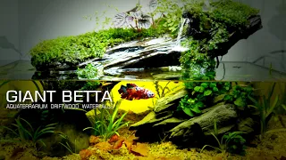 Giant Koi BETTA Aquaterrarium with Waterfall from Wood and Rocks l No co2 l No filter