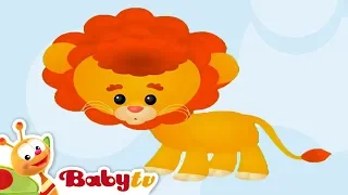 Lion 🦁 | Animal Sounds and Names for Kids & Toddlers @BabyTV