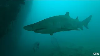 Sand tiger shark 　シロワニと接近　令和6年1月