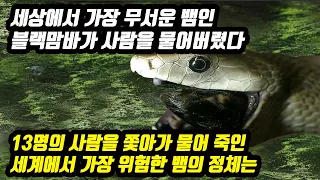 세상에서 가장 무서운 뱀인 블랙맘바가 사람을 물어버렸다 13명의 사람을 쫓아가 물어 죽인 세계에서 가장 위험한 뱀 블랙맘바의 정체는