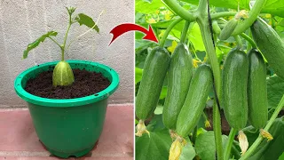 Few people know that it is possible to propagate cucumbers in this way | Relax Garden