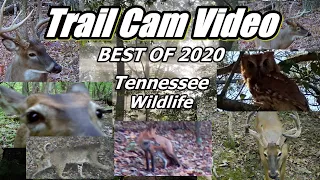 2020's Best Trail Cam Clips of Wildlife in the Tennessee Foothills of the Great Smoky Mountains