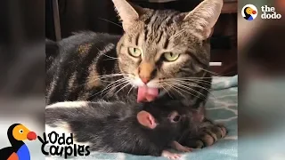 Cat And Rat Love Each Other SO Much - GALAXY & BERNIE | The Dodo Odd Couples