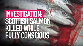 INVESTIGATION: Fish Killed While Fully Conscious in Scottish Salmon Slaughterhouse