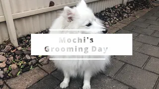 Mochi's Grooming Day - Why Japanese Spitzs Need Professional Grooming