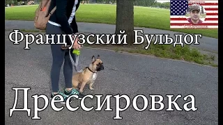 French Bulldog -  Obedience Training/ Дрессировка Французского Бульдога послушанию