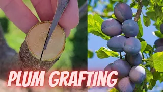 How to graft plum trees