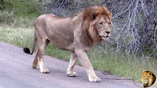 Two Young male Lions In Territory Of Casper The White Lion