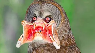 Deadliest birds That Will Give You Nightmares