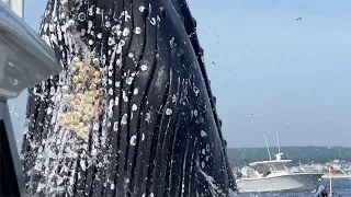 Whale jumps out of nowhere during fishing