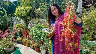 Organic harvesting from my terrace garden and some gardening tips