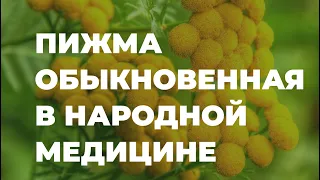 Пижма обыкновенная в народной медицине, полезные советы и рецепты / Захар Травник