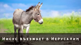 Иисус въезжает в Иерусалим...|МСЦ ЕХБ