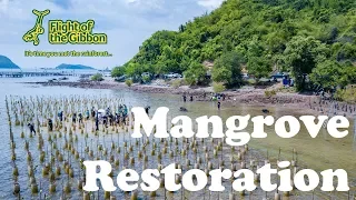 Mangrove Planting Project in Thailand