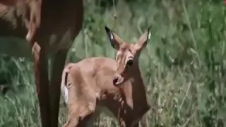 Baboon attack and eat deer