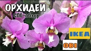 ОРХИДЕИ ОБИ Orchids OBI | ОРХИДЕИ ИКЕА Питер | ORCHID | Орхидея обзор 03.02.19.