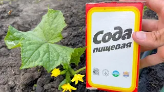 Urgently give soda to cucumbers and you will harvest in buckets until autumn! Cucumber Care!