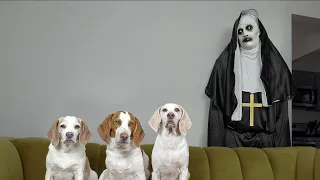 Dogs vs Demon Nun from 'The Conjuring' Prank: Funny Dogs Maymo, Penny, & Potpie Befriend The Nun