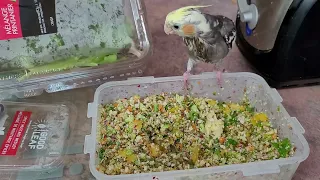 Feeding my Cockatiels