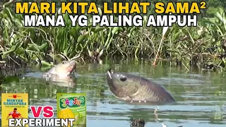 ADU !! CAMPURAN LUMUT UNTUK MANCING NILA LIAR