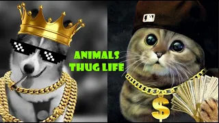 Animals Thug Life | Funny Animals Videos | Part 2 | Thug Mirchi |