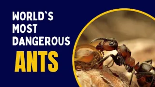 The World's Most Dangerous Ants