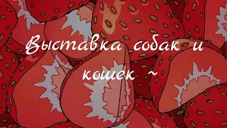 🐕🐈‍⬛🐾|| выставка кошек и собак ~