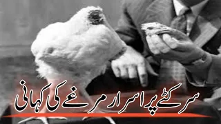 Miracle Mike, The Chicken that lived for 18 months without head | Sar Kata Murga Story in Hindi,Urdu