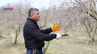 Nar Bağlarında Budama