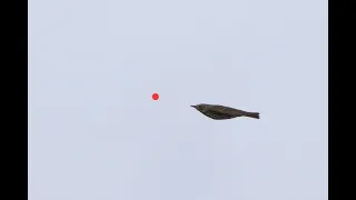 Thrush hunting  using shotkam-Chasse a la grive - Caccia al Tordo- صيد سمن -Benelli-Gemini