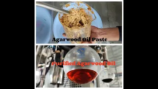 Agarwood Oil Processing Line from Extraction to Purification