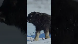 Newborn Muskox | NATURE Shorts | PBS