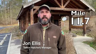 Trout Fishing on the Tellico River