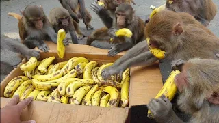 बच्चों के लिएगेम#baccho ki game 🐒 ...#trending  #shorts #viral #rammandir #please #monkey feeding