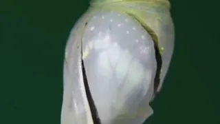 Рождение бабочки Морфо