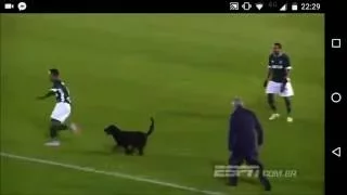 perro casi muerde a jugador en brasil