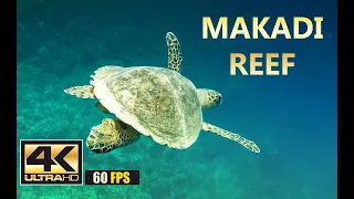 Makadi Reef | Подводный мир Макади, Египет. Underwater World of Makadi, Egipt 2015 (part 2) | 4K 60