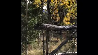 Bigfoot Tree Structures Near Bailey, Colorado