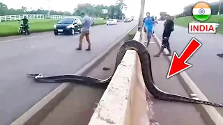 Top 10 Biggest Snakes In The World