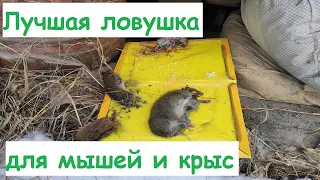 САМАЯ ЛУЧШАЯ ловушка для мышей и крыс. (THE BEST trap for mice and rats.)