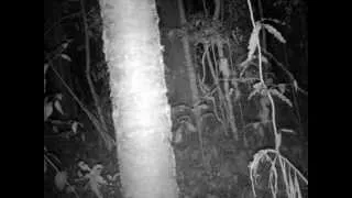 Yowie On JD's Tree Cam