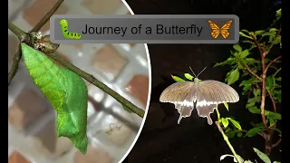 Life cycle of a butterfly: Lime butterfly (Papilio demoleus)