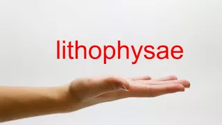 How to Pronounce lithophysae - American English