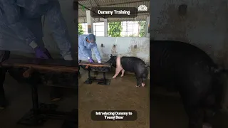 Artificial Insemination Series: Training of Boar | ICAR NRC on Pig, Guwahati, Assam, India