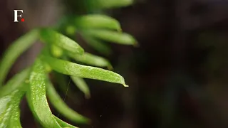 New Caledonia: World’s Largest Genome Found In Small Fern