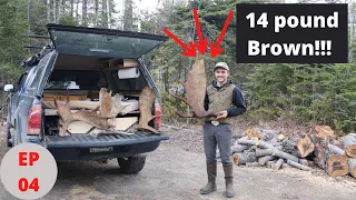 Huge Brown Moose Antler! EP 04 |   Moose Shed Hunting 2022