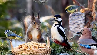 Food Basket for Little Forest Friends: 10 hours Cat & Dog TV