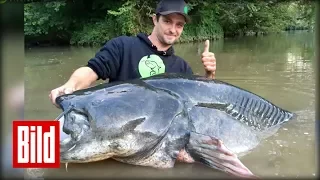 Angler zieht längsten Wels der Welt aus dem Wasser