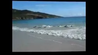 Почему дельфины выбрасываются на берег
